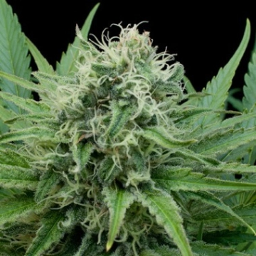 Raw Diesel Cannabisblüte – gewachsen aus Feminisierte Hanfsamen von G13 Labs Seeds