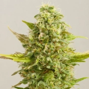 Royal Kush Cannabisblüte – gewachsen aus Feminisierte Hanfsamen von G13 Labs Seeds
