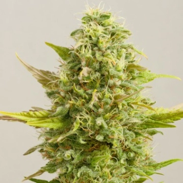 Royal Kush Cannabisblüte – gewachsen aus Feminisierte Hanfsamen von G13 Labs Seeds