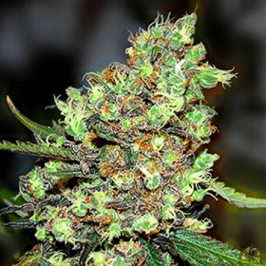 Skunk #1 – G13 Labs – Feminisiert