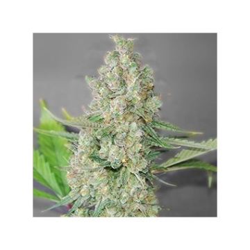 Super Skunk Cannabisblüte – gewachsen aus Feminisierte Hanfsamen von G13 Labs Seeds