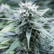 Sweet Amnesia Cannabisblüte – gewachsen aus Feminisierte Hanfsamen von G13 Labs Seeds