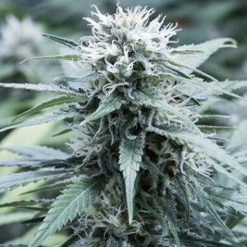 Sweet Amnesia Cannabisblüte – gewachsen aus Feminisierte Hanfsamen von G13 Labs Seeds