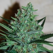 White Lavender Cannabisblüte – gewachsen aus Feminisierte Hanfsamen von G13 Labs Seeds
