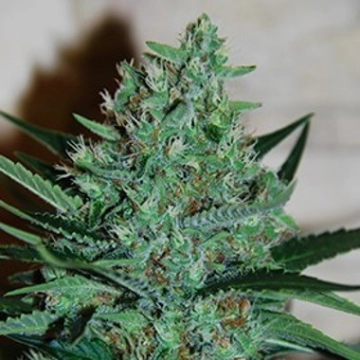 White Lavender Cannabisblüte – gewachsen aus Feminisierte Hanfsamen von G13 Labs Seeds