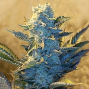 White Widow Cannabisblüte – gewachsen aus Feminisierte Hanfsamen von G13 Labs Seeds