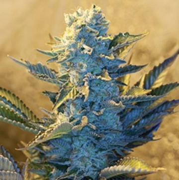 White Widow Cannabisblüte – gewachsen aus Feminisierte Hanfsamen von G13 Labs Seeds