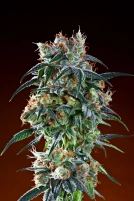 Bay 11 Cannabisblüte – gewachsen aus Regulaere Hanfsamen von Grand Daddy Purp