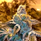 CandyLand Strain Cannabisblüte – gewachsen aus Regulaere Hanfsamen von Grand Daddy Purp