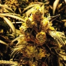 Grand Daddy Purple Bay Dream Cannabisblüte – gewachsen aus Regulaere Hanfsamen von Grand Daddy Purp
