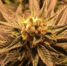 Grandpa Larry Cannabisblüte – gewachsen aus Regulaere Hanfsamen von Grand Daddy Purp