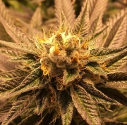 Grandpa Larry Cannabisblüte – gewachsen aus Regulaere Hanfsamen von Grand Daddy Purp