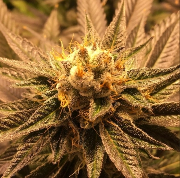 Grandpa Larry Cannabisblüte – gewachsen aus Regulaere Hanfsamen von Grand Daddy Purp