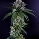 Ken's Kush Cannabisblüte – gewachsen aus Regulaere Hanfsamen von Grand Daddy Purp