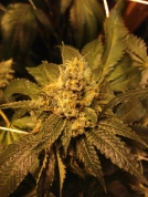 OG Kush Cannabisblüte – gewachsen aus Regulaere Hanfsamen von Grand Daddy Purp