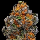 Original Grand Daddy Purp Cannabisblüte – gewachsen aus Regulaere Hanfsamen von Grand Daddy Purp