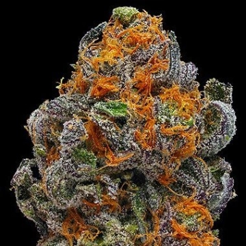 Original Grand Daddy Purp Cannabisblüte – gewachsen aus Regulaere Hanfsamen von Grand Daddy Purp