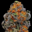 Original Granddaddy Purp Cannabisblüte – gewachsen aus Feminisierte Hanfsamen von Grand Daddy Purp