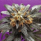 Phantom Cookies Cannabisblüte – gewachsen aus Regulaere Hanfsamen von Grand Daddy Purp
