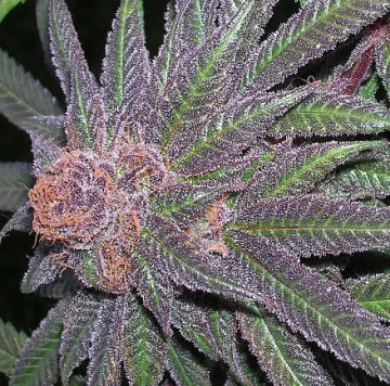 Purple Wreck Cannabisblüte – gewachsen aus Regulaere Hanfsamen von Grand Daddy Purp