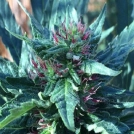 Snowcap Cannabisblüte – gewachsen aus Regulaere Hanfsamen von Grand Daddy Purp