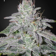 Franco's Lemon Cheese Cannabis Blüte - gewachsen aus Feminisierte Hanfsamen für den Anbau