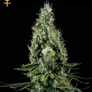 Arjans Haze #2 Cannabisblüte – gewachsen aus Feminisierte Hanfsamen von Greenhouse Seed Co