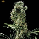 Arjans Haze 3 Cannabisblüte – gewachsen aus Feminisierte Hanfsamen von Greenhouse Seed Co