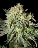 Damn Sour Cannabisblüte – gewachsen aus Feminisierte Hanfsamen von Greenhouse Seed Co
