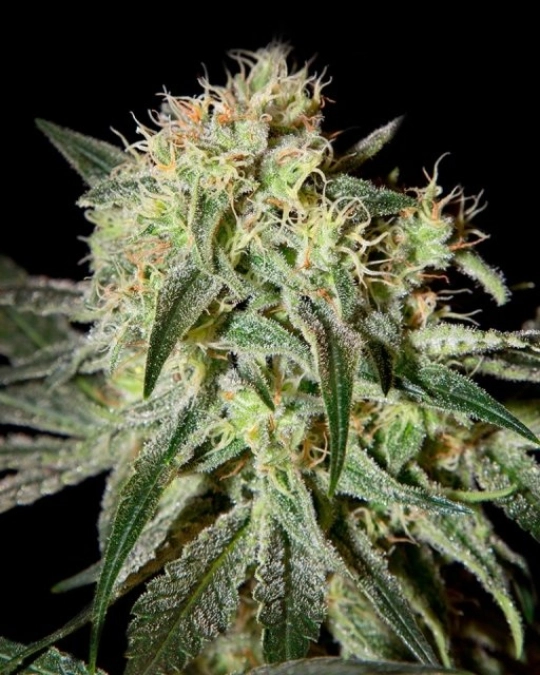 Damn Sour – Greenhouse Seed Co – Feminisiert