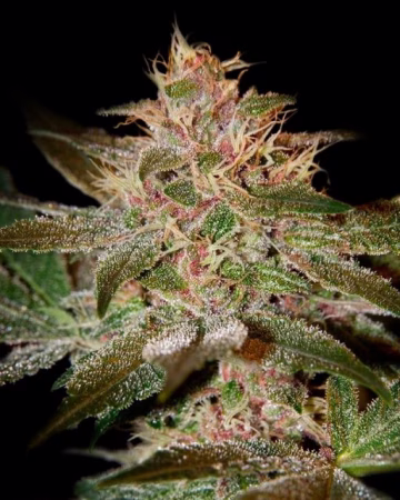 Pure Kush Cannabisblüte – gewachsen aus Feminisierte Hanfsamen von Greenhouse Seed Co