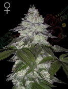 AMS Cannabisblüte – gewachsen aus Feminisierte Hanfsamen von Greenhouse Seed Co