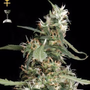 Arjan's Ultra Haze Cannabisblüte – gewachsen aus Feminisierte Hanfsamen von Greenhouse Seed Co