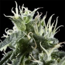 Arjans Haze Cannabisblüte – gewachsen aus Feminisierte Hanfsamen von Greenhouse Seed Co
