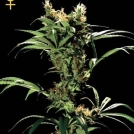 Arjans Strawberry Haze Cannabisblüte – gewachsen aus Feminisierte Hanfsamen von Greenhouse Seed Co