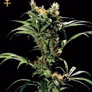 Arjans Strawberry Haze Cannabisblüte – gewachsen aus Feminisierte Hanfsamen von Greenhouse Seed Co