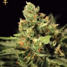 Big Bang Auto Cannabisblüte – gewachsen aus Automatic Hanfsamen von Greenhouse Seed Co