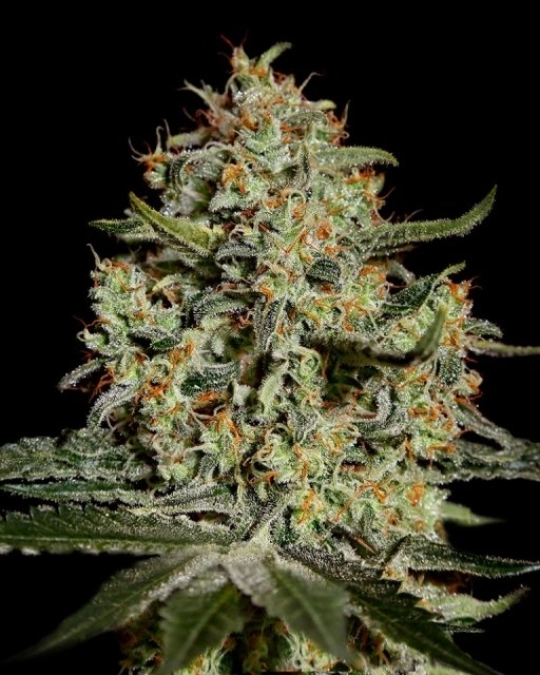 Big Bang – Greenhouse Seed Co – Feminisiert