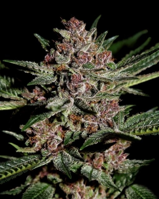 Bubba Kush – Greenhouse Seed Co – Feminisiert