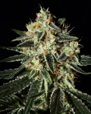 Cheese Cannabisblüte – gewachsen aus Feminisierte Hanfsamen von Greenhouse Seed Co