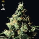 Chemdog Cannabisblüte – gewachsen aus Feminisierte Hanfsamen von Greenhouse Seed Co