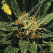 Diamond Girl Cannabis Blüte - gewachsen aus Feminisierte Hanfsamen für den Anbau