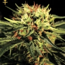 Doctor Cannabisblüte – gewachsen aus Feminisierte Hanfsamen von Greenhouse Seed Co