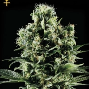 El Nino – Greenhouse Seed Co – Feminisiert – Produktansicht 2