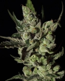 Exodus Cheese Cannabisblüte – gewachsen aus Feminisierte Hanfsamen von Greenhouse Seed Co