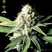 Great White Shark Cannabis Blüte - gewachsen aus Feminisierte Hanfsamen für den Anbau