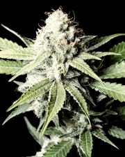 Great White Shark Cannabisblüte – gewachsen aus Feminisierte Hanfsamen von Greenhouse Seed Co