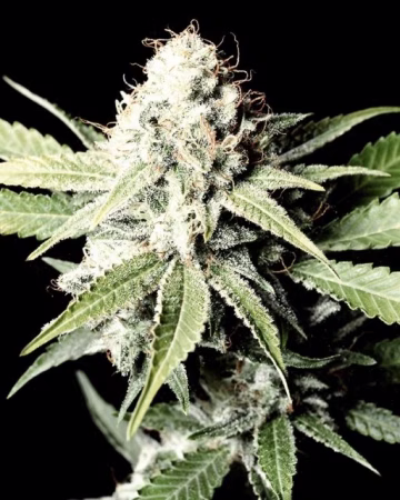 Great White Shark Cannabisblüte – gewachsen aus Feminisierte Hanfsamen von Greenhouse Seed Co