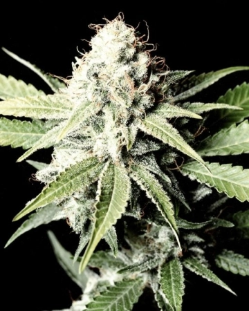 Great White Shark Cannabisblüte – gewachsen aus Feminisierte Hanfsamen von Greenhouse Seed Co