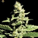 Green-O-Matic Cannabisblüte – gewachsen aus Feminisierte Hanfsamen von Greenhouse Seed Co